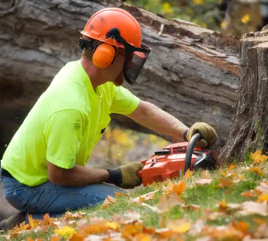 tree services West Hurley